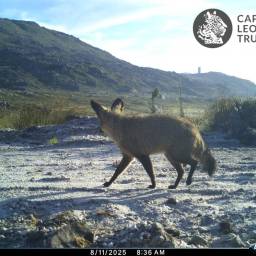 Bat-eared fox